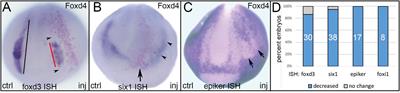 Repressive Interactions Between Transcription Factors Separate Different Embryonic Ectodermal Domains